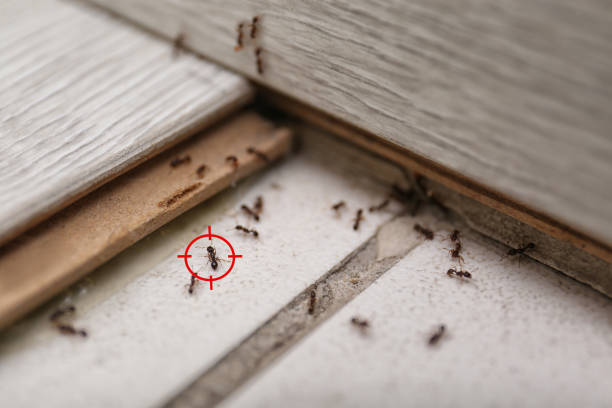 Best Local Pest Control Services  in Paintsville, KY