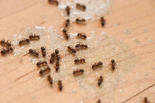 Best Cockroach Control Services  in Paintsville, KY