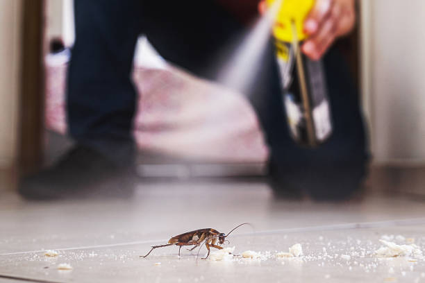 Best Affordable Pest Control Services  in Paintsville, KY