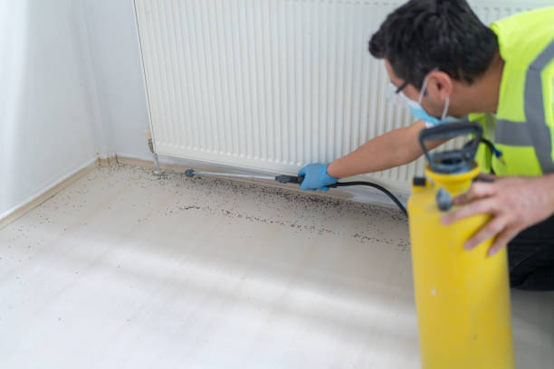 Wasp Removal Services in Paintsville, KY